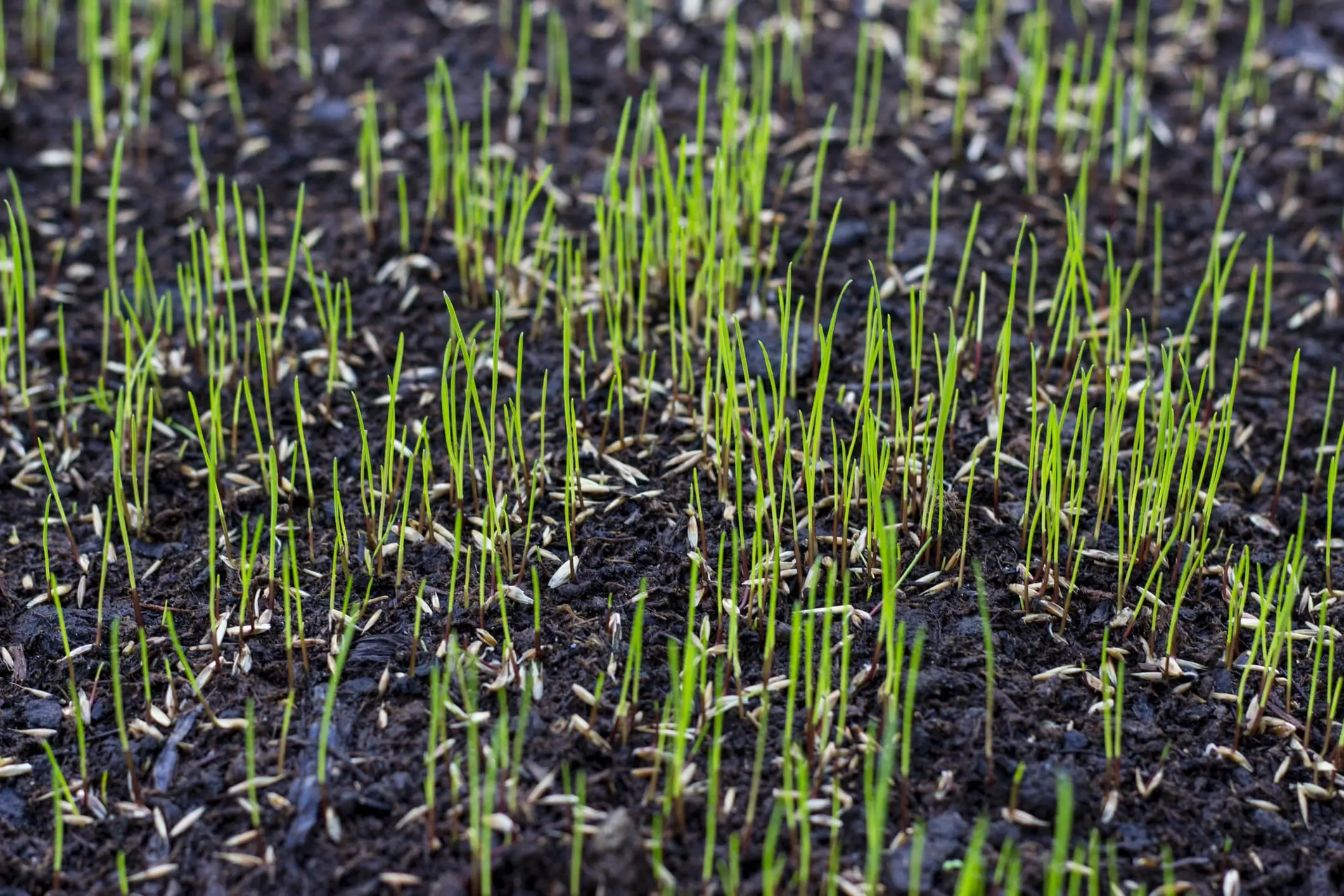 How to Tend to New Grass Seed for a Strong, Healthy Lawn