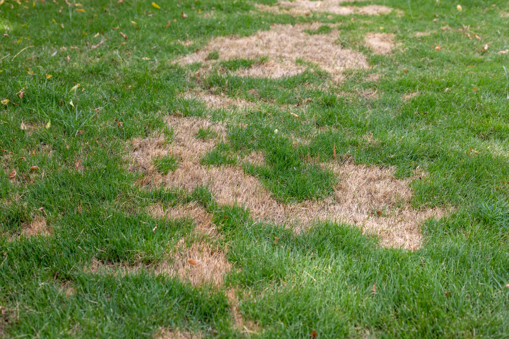 Drought Damage Lawn Repair: How to Save a Dry, Stressed Lawn