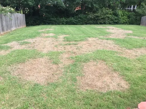 TAKE-ALL PATCH