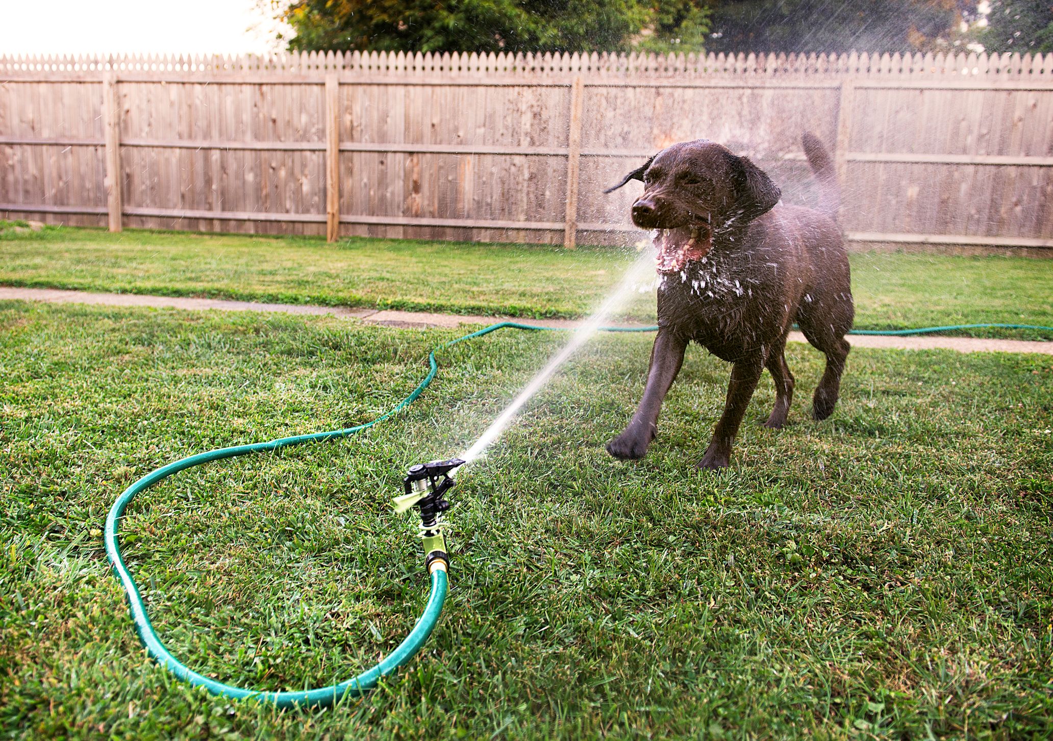 Preseason Playbook: Watering Smarter & Water Less Can Prevent Weeds