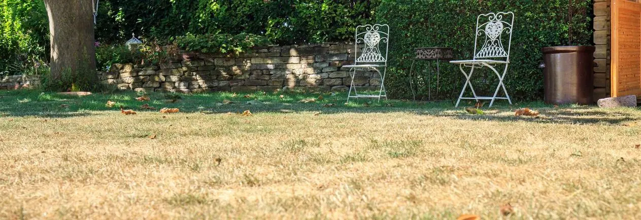 Drought-Damaged Lawns