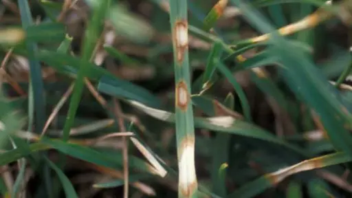 DOLLAR SPOT - Resource Image