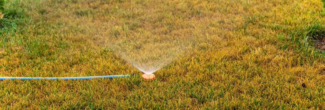 Is July Too Late to Start Taking Lawn Care Seriously?
