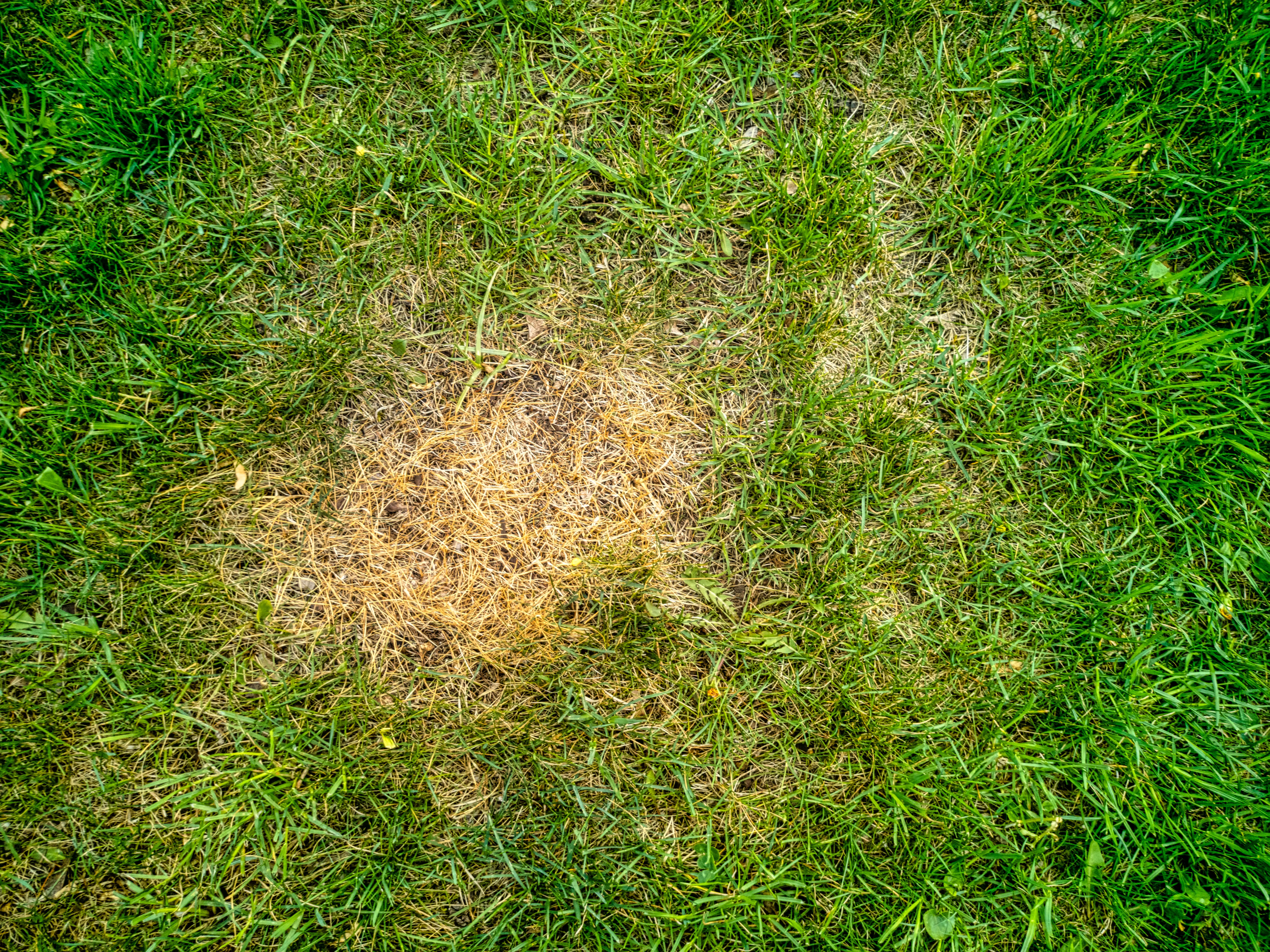 Diagnosing Heat and Drought Stress on Your Lawn