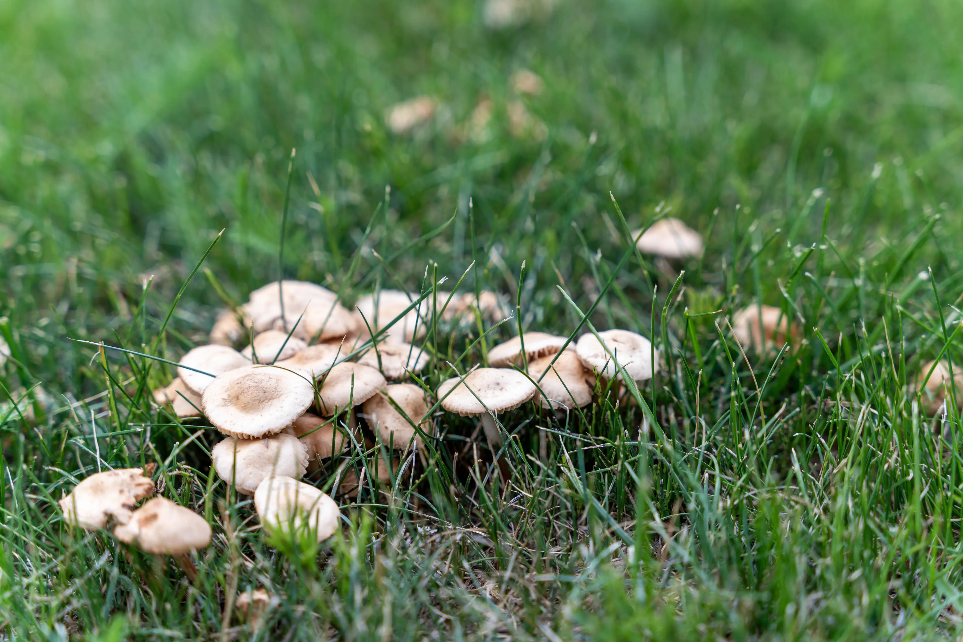 Les champignons sur votre pelouse - Resource Image