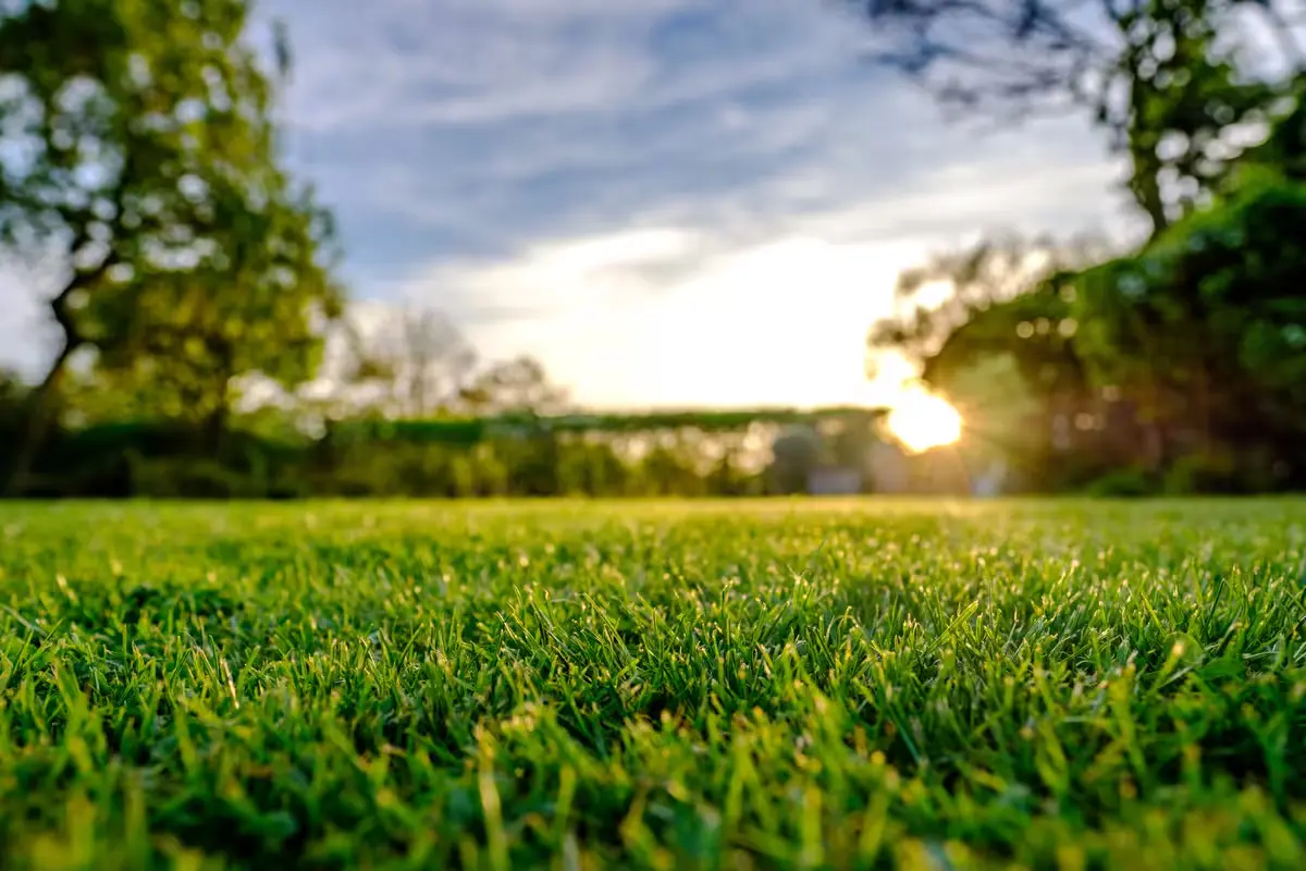 The Environmental Benefits of Lawns