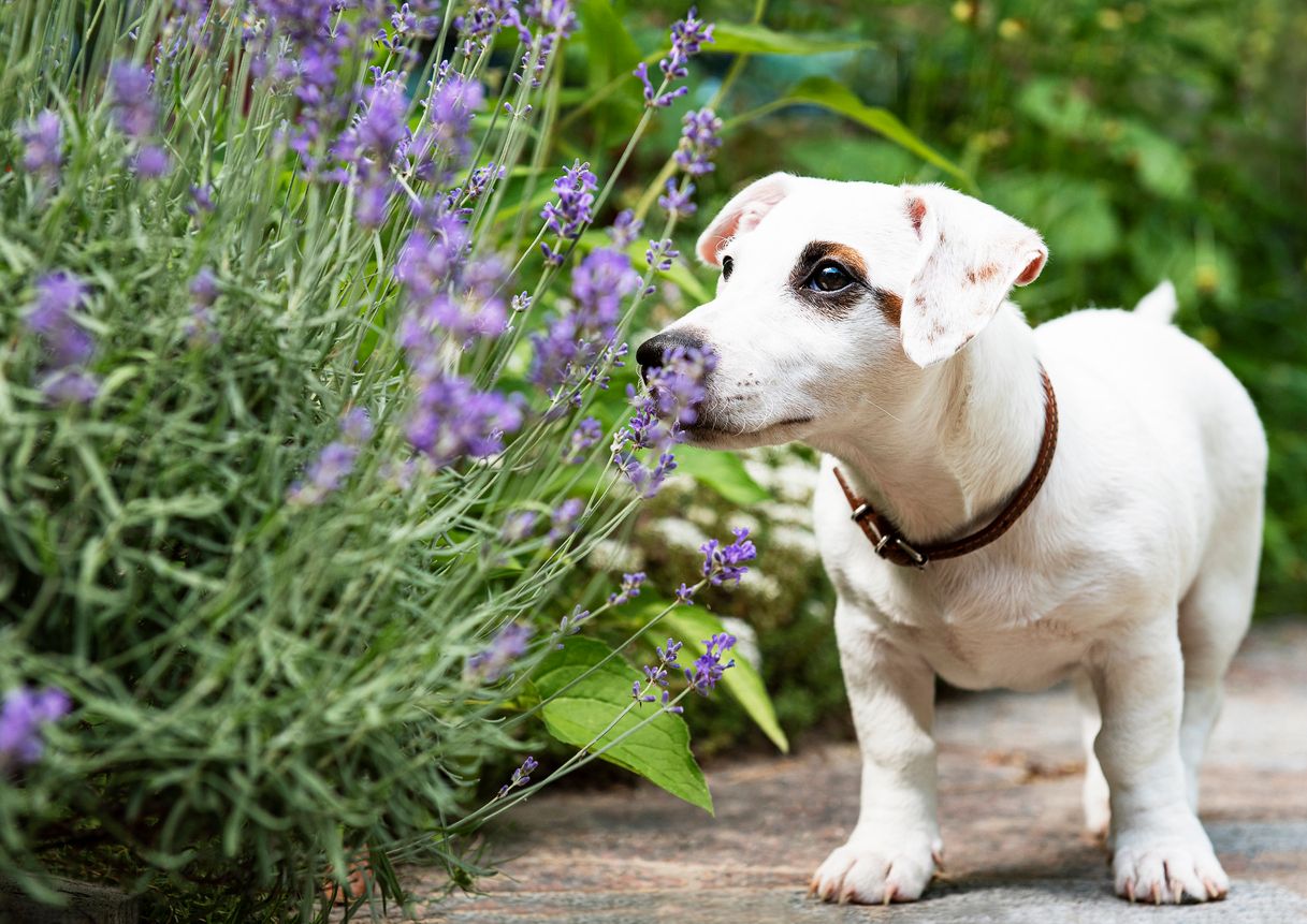 Transforming Your Yard Into a Dog-friendly Sensory Garden