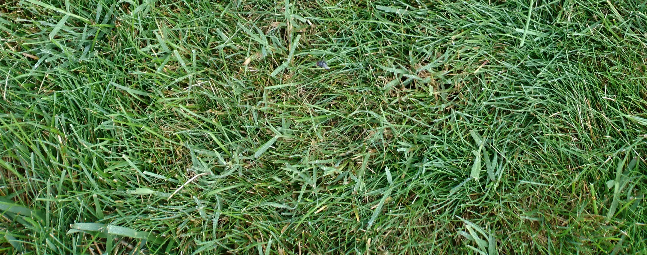 It's Playoff Season for Southern Lawns: What Your Grass Needs This Fall