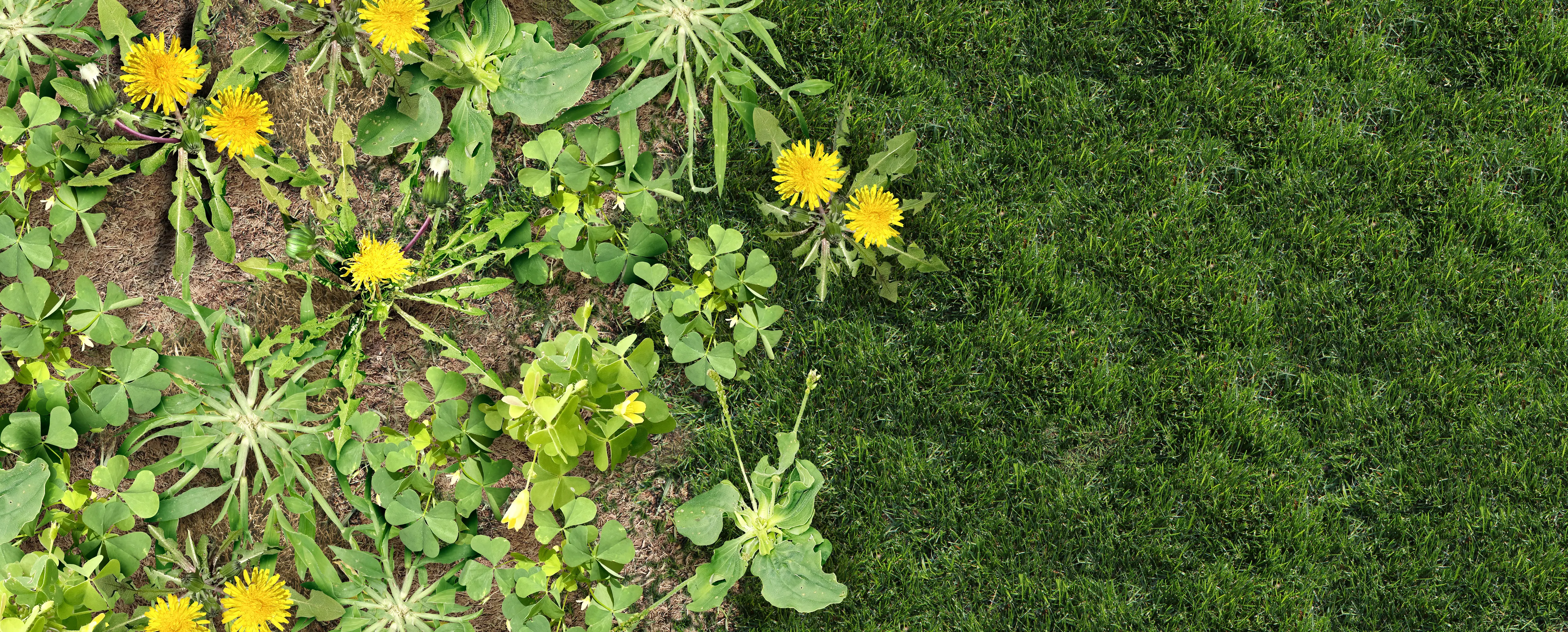 How to Get Rid of Dandelions: The Complete Guide - Resource Image