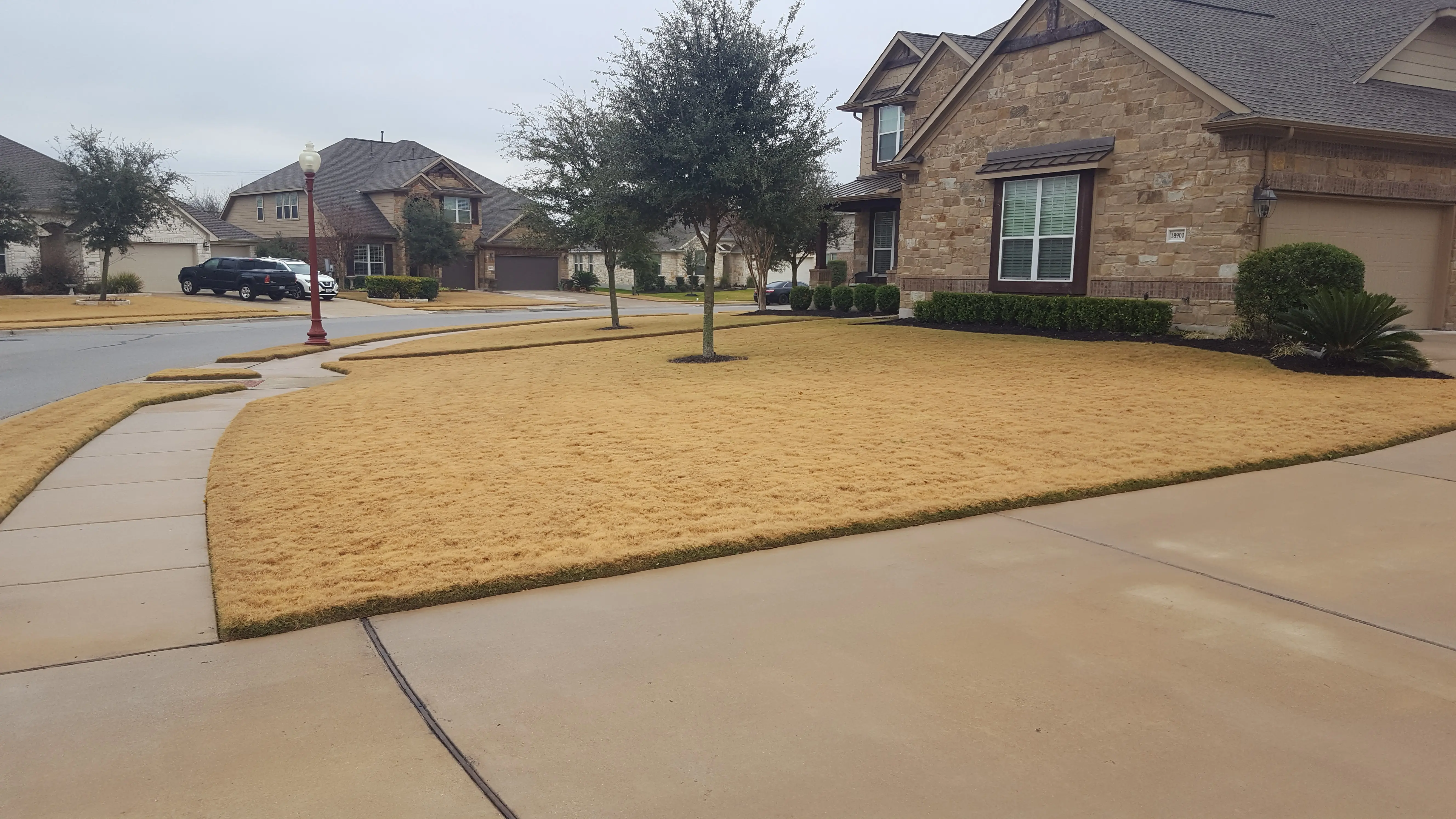 Winter Lawn Dormancy