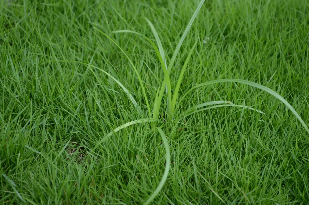 What Is a Sedge?