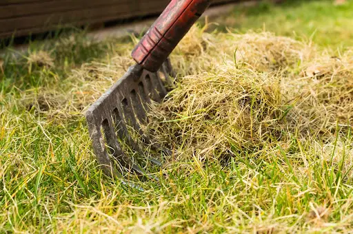 Thatch: the Good, the Bad, and the Cleanup