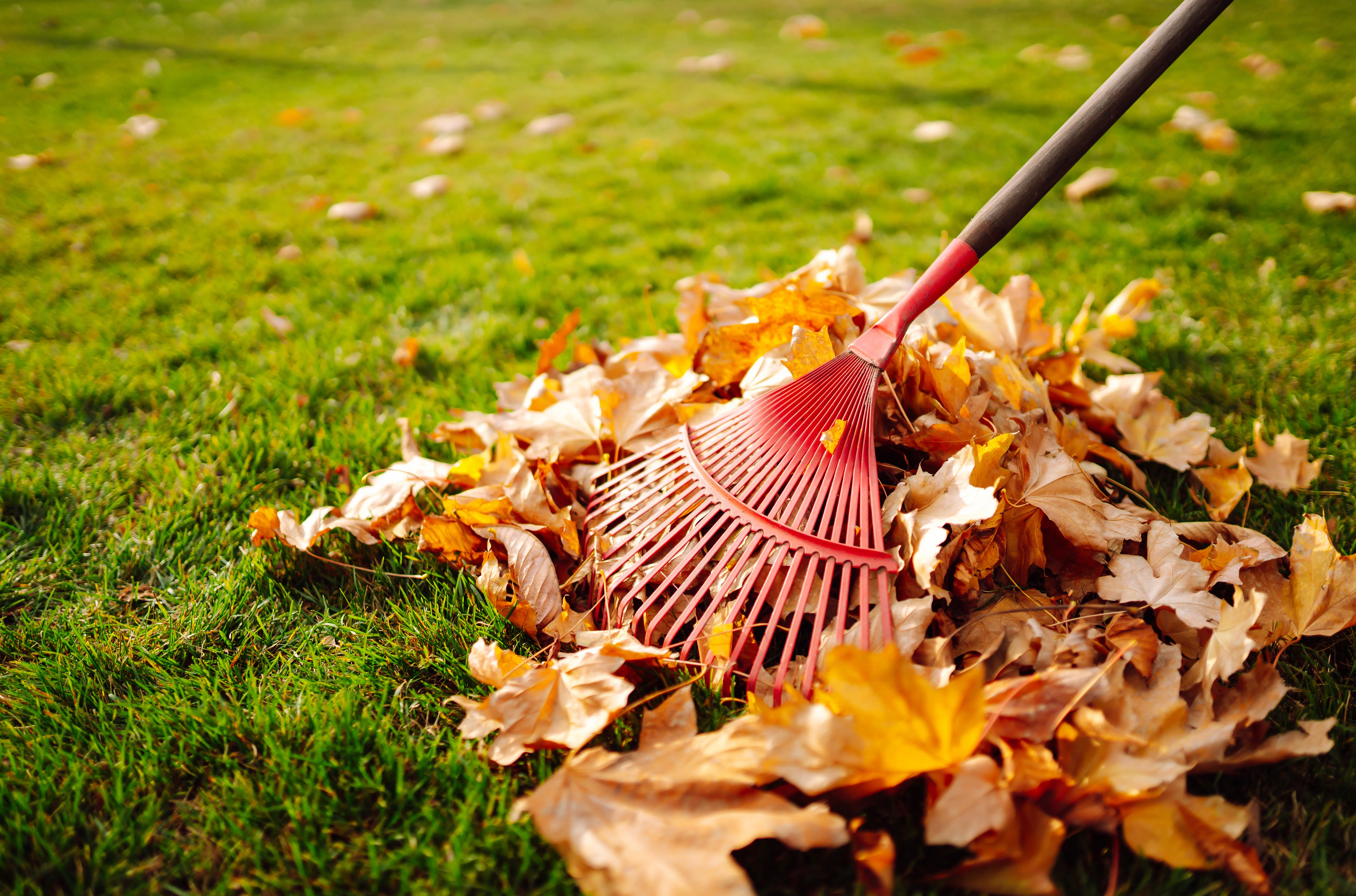Raking VS. Mulching Fall Leaves