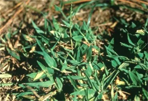 BLANKET & INDIA CRABGRASS - Resource Image