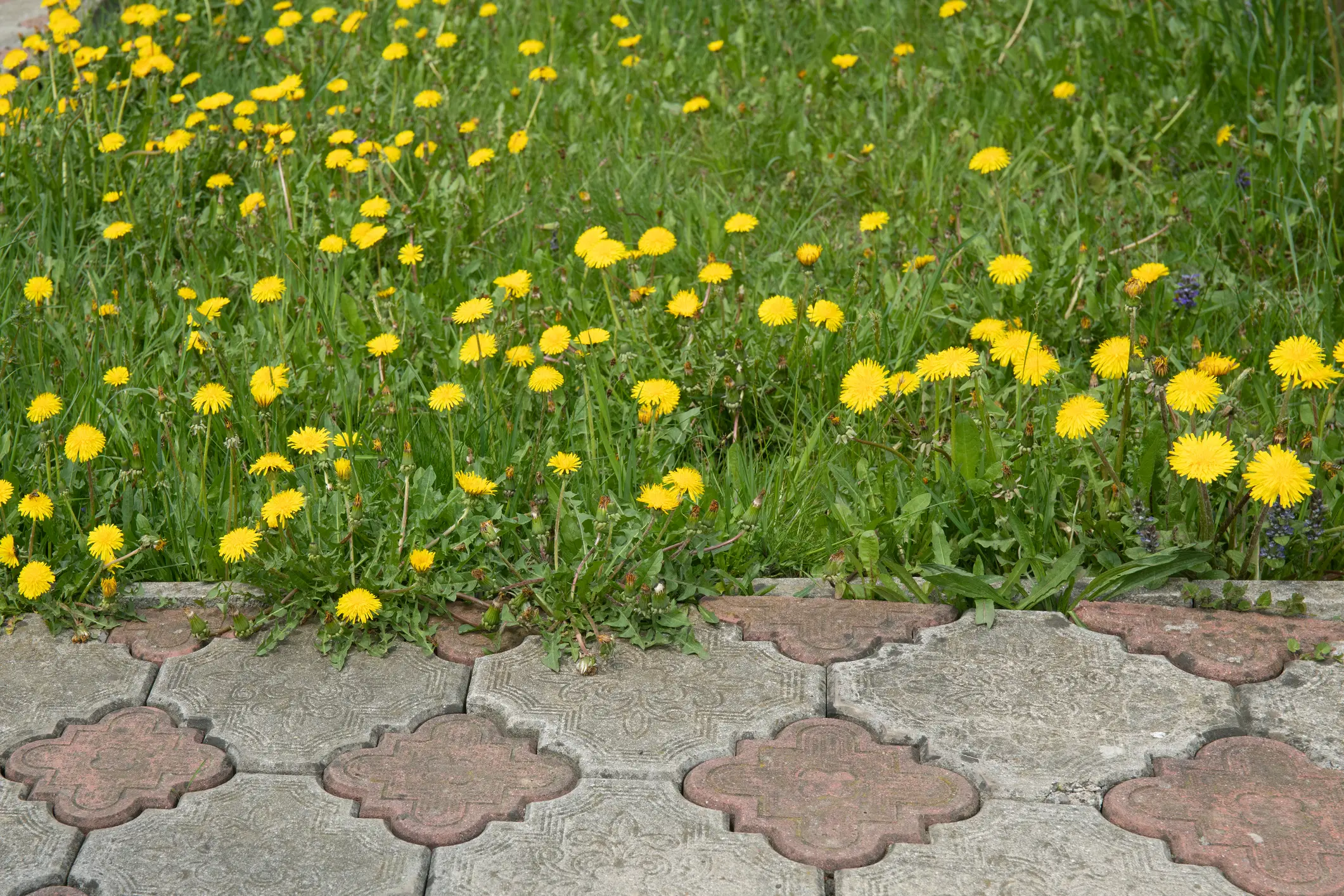 They’re Baaack: How to Get Rid of Dandelions for Good This Year