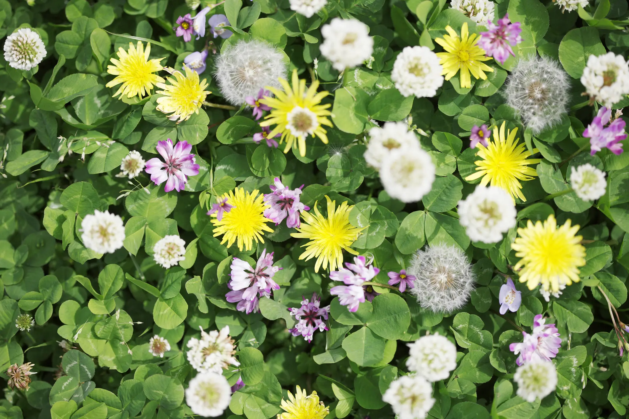 What Is a Broadleaf Weed?