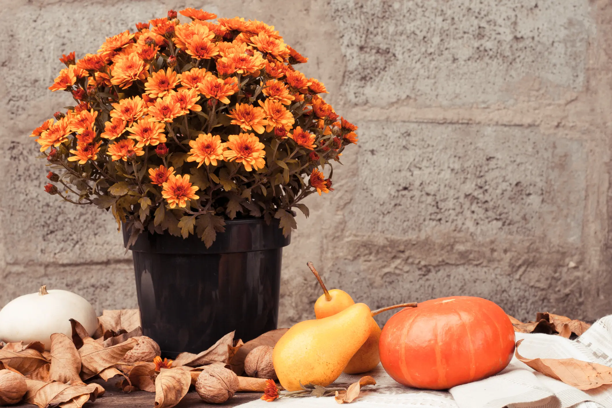 Your Fall Garden