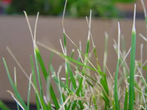 LEAF BLIGHT - Resource Image