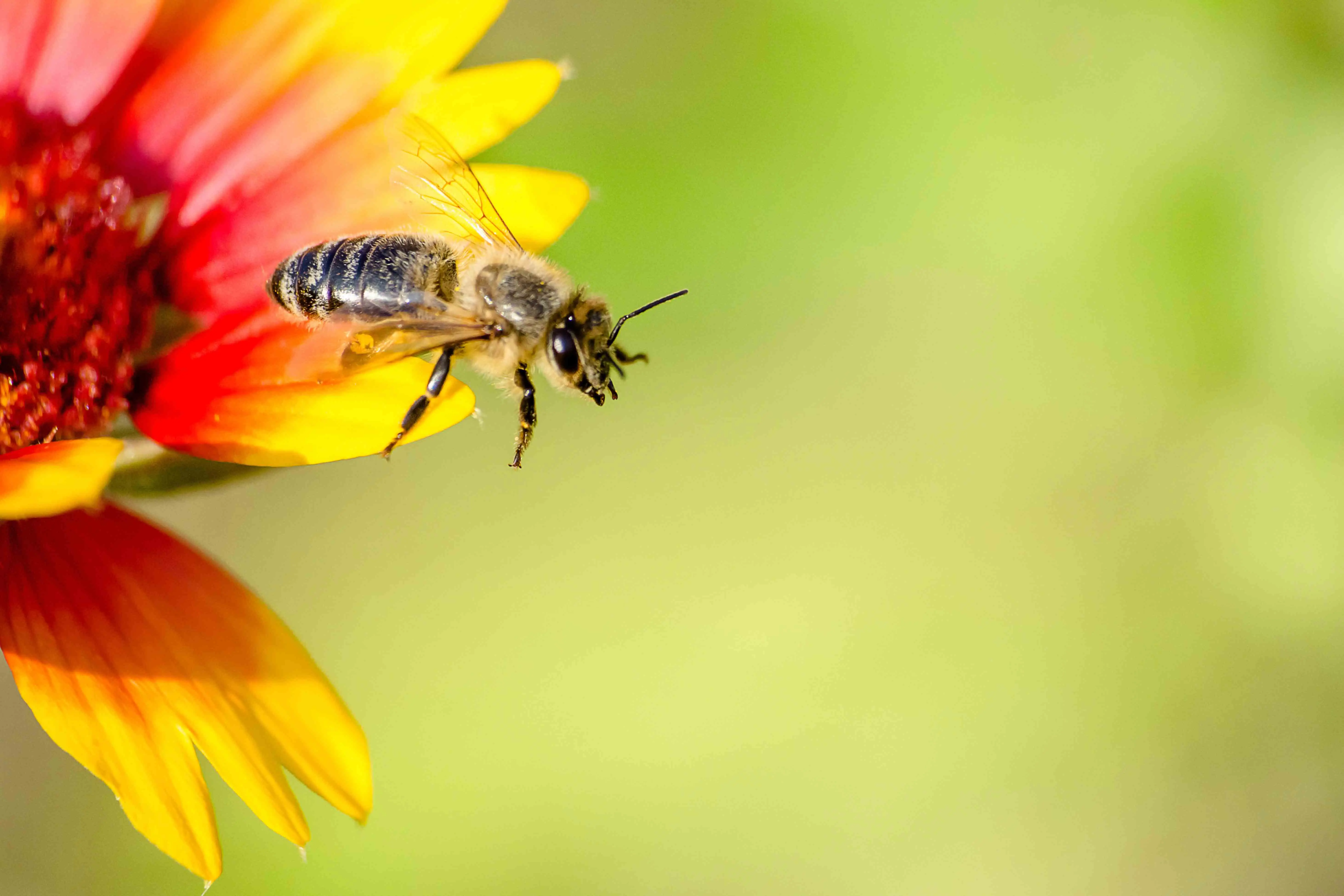The Truth About No-Mow-May & What You Can do to Help Pollinators 