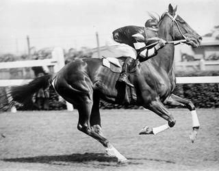 World-beating thoroughbred, Phar Lap at Flemington Racecourse, Melbourne, circa 1930