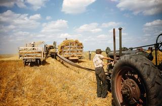 A farmer and hired hands work on harvesting wheat in Portland, North Dakota, 1955
