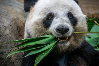 Panda eating bamboo leaves