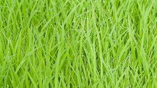 green grass.jpg