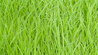 green grass.jpg