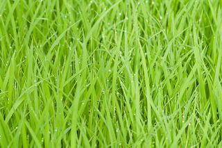 green grass.jpg