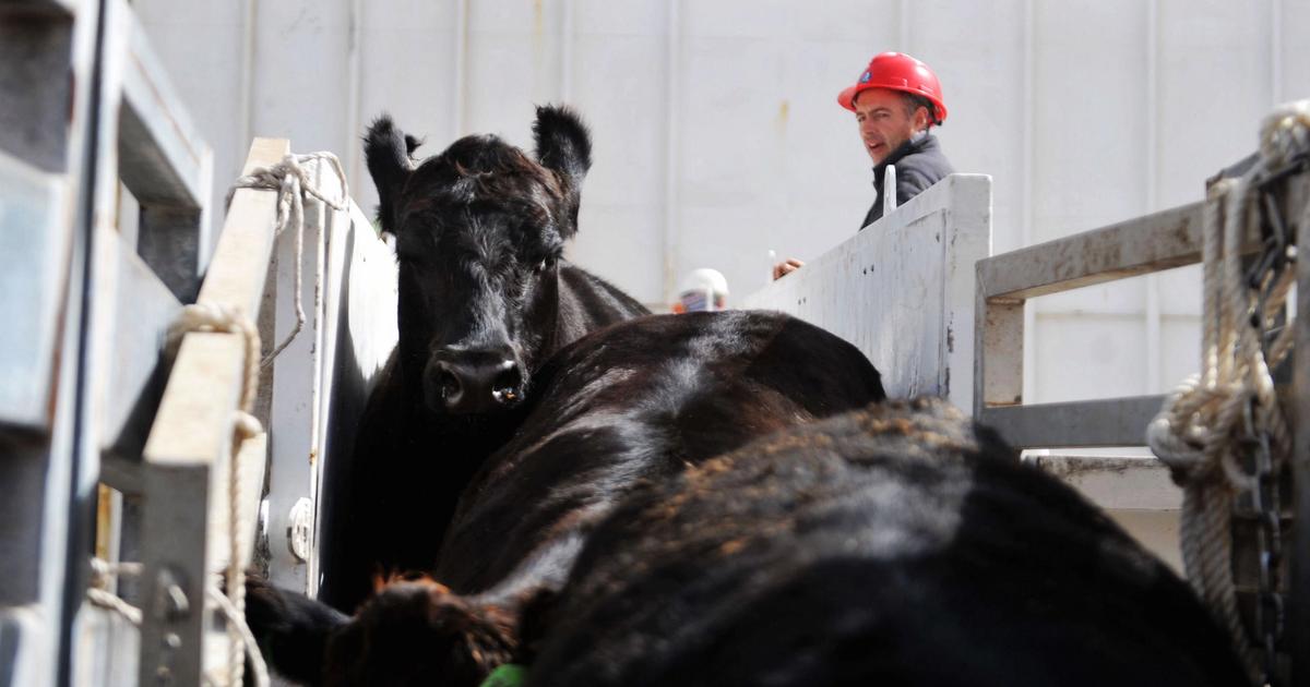 By the numbers | Where's the beef? Australian beef exports to the ...