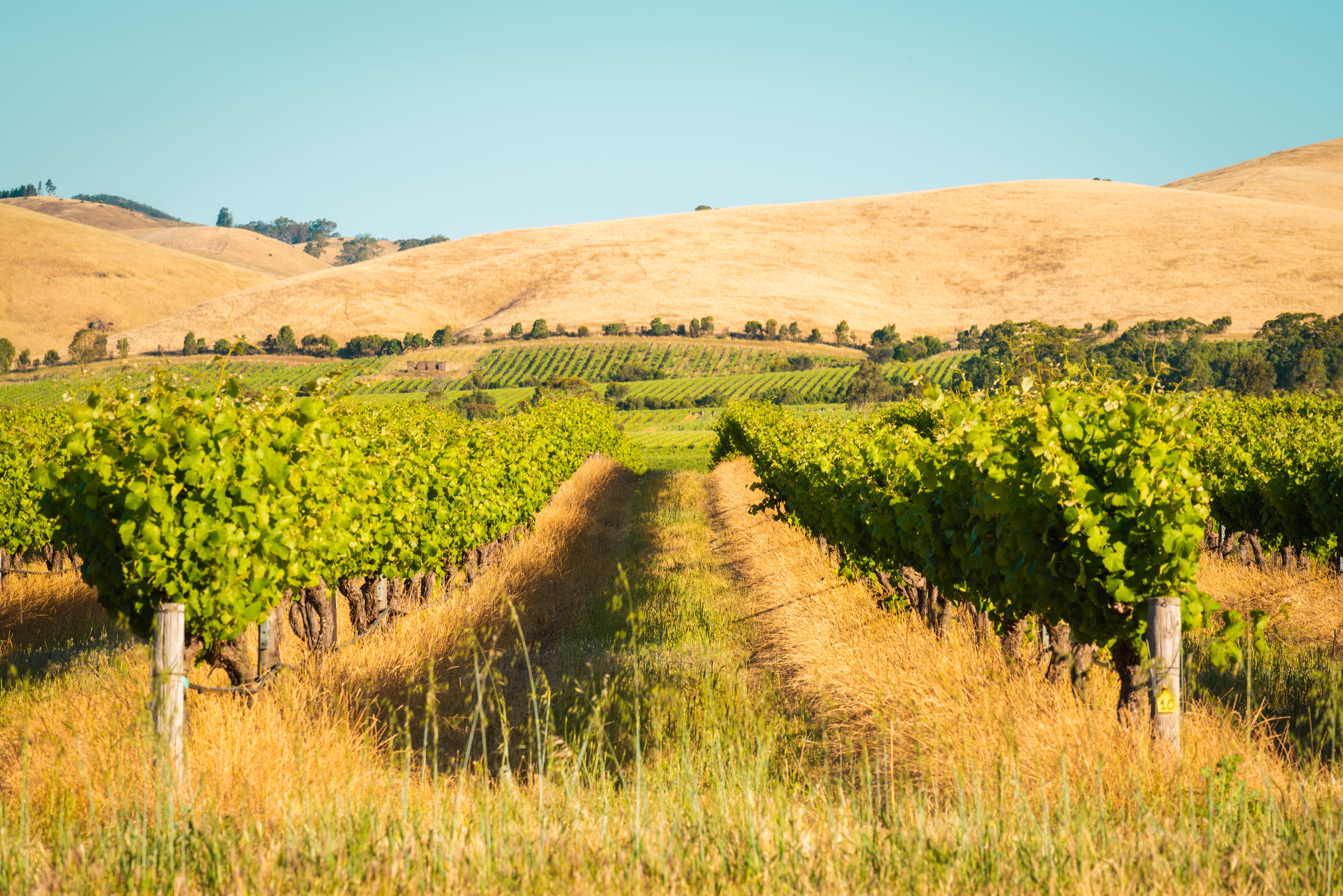 Barley imports in China