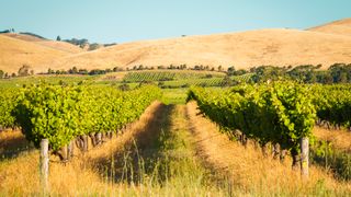 Barley imports in China