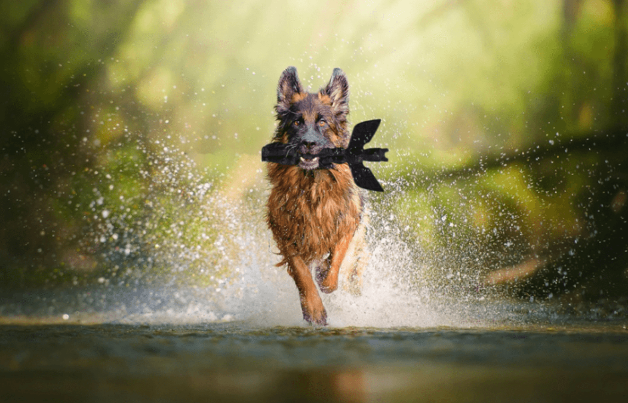 Totem Pets product design