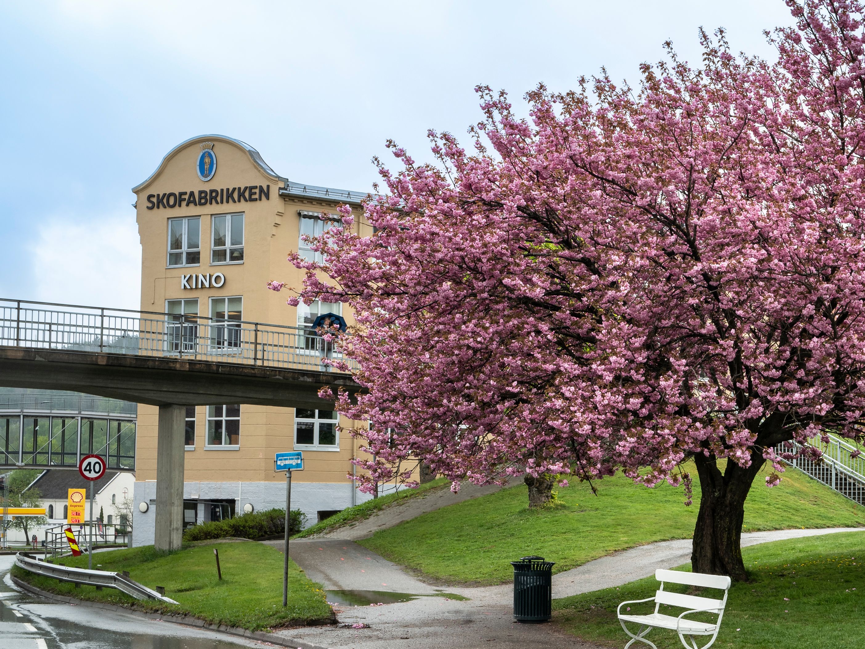 a cherry blossom tree with pink flowers is in front of a building .