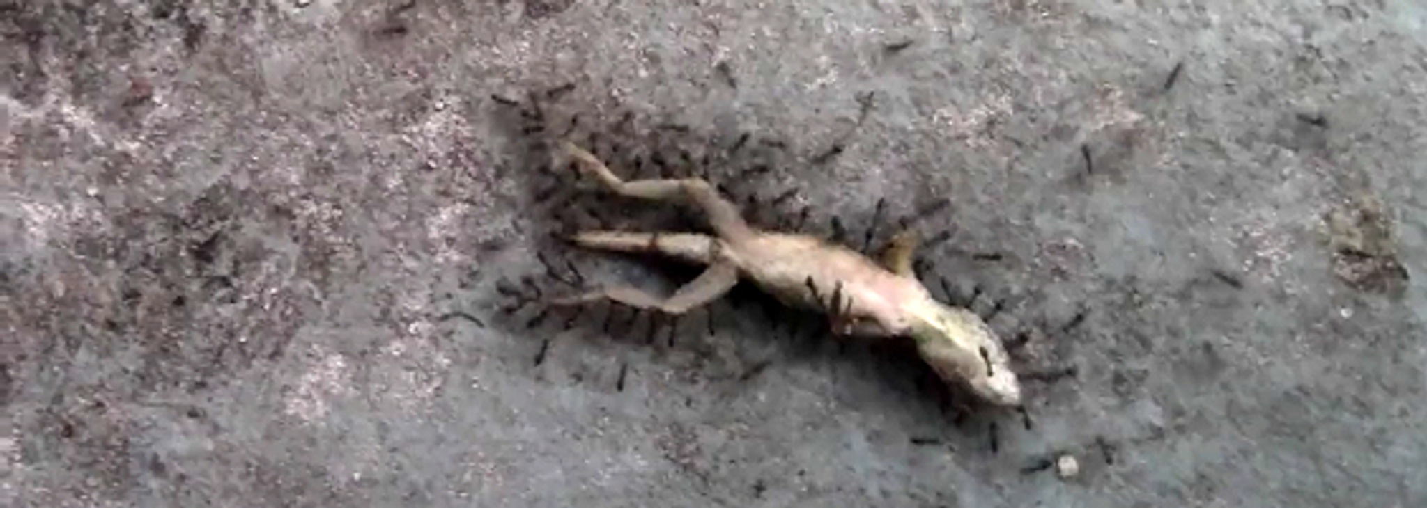 Dead lizard being carried by ants