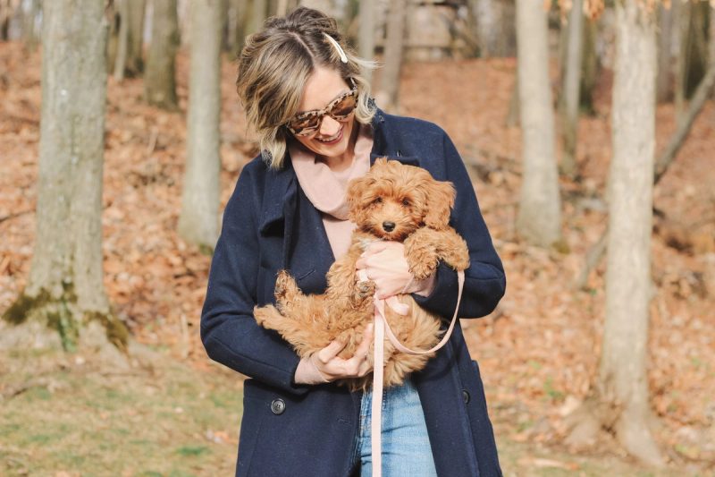 Meet Cinnamon the Cockapoo