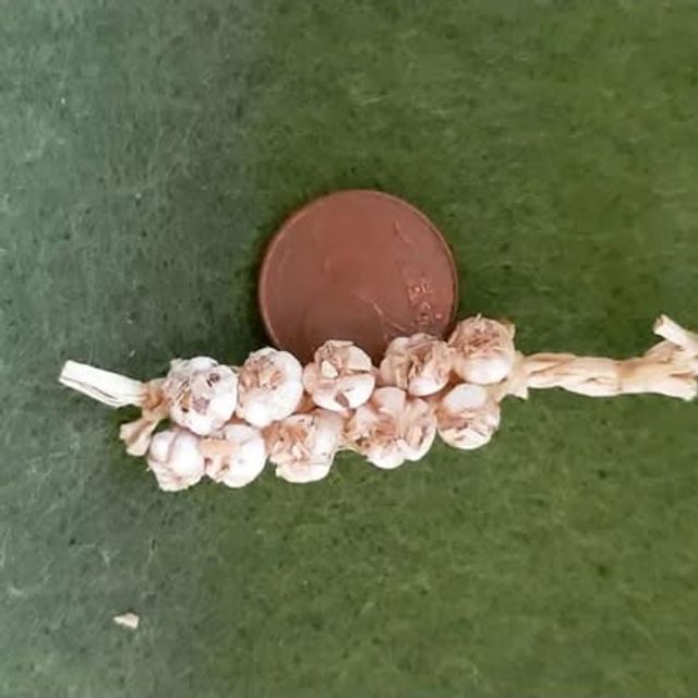 Piccola treccia di cipolle bianche legata con rafia