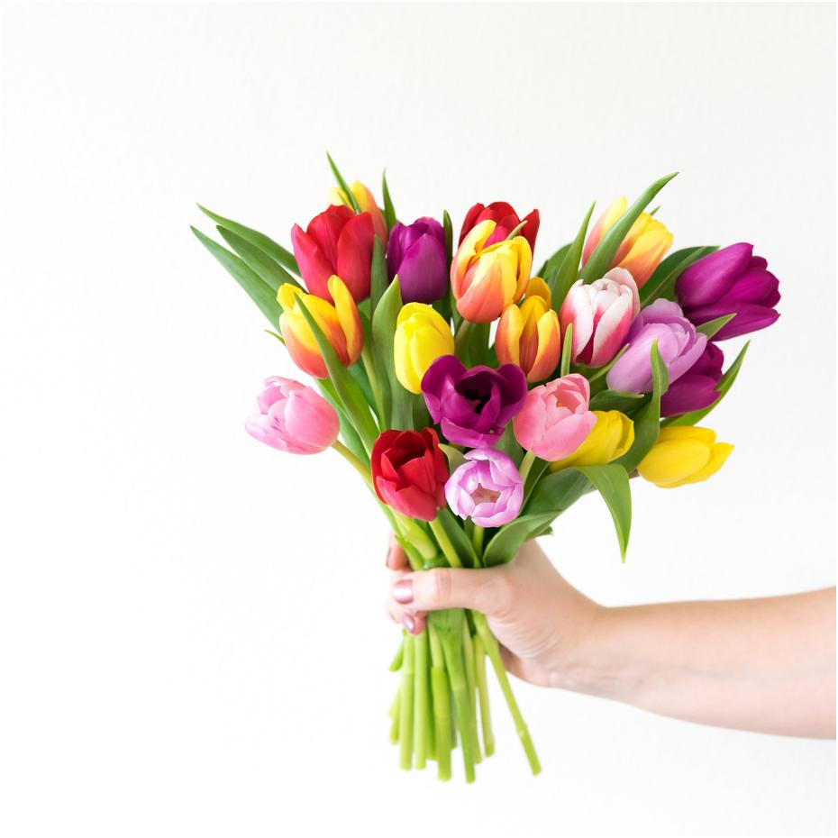 Hand extended, holding bouquet of multi-colored tulips, against a white background