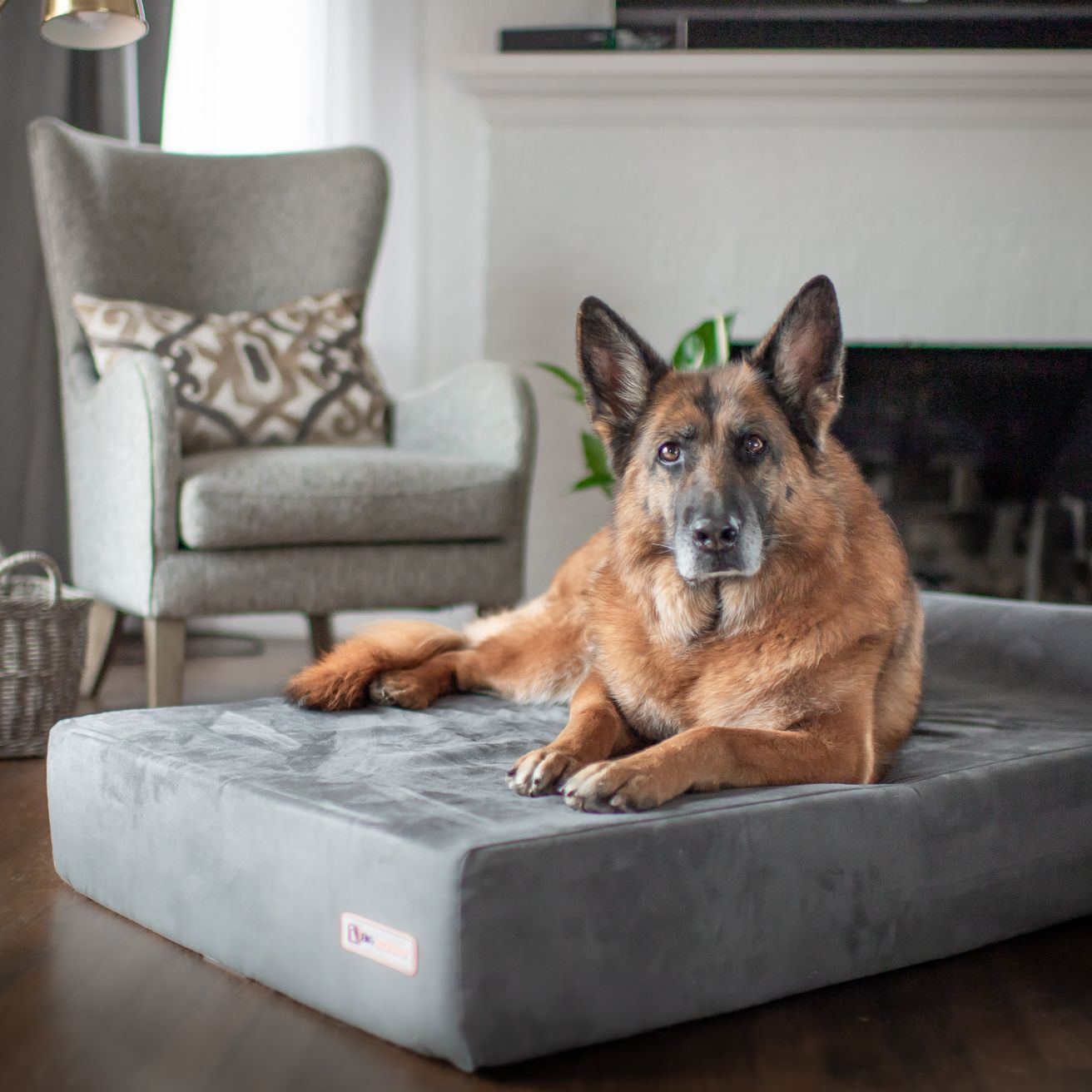 German shepherd laying on a grey Big Barker bed, placed in a living room with a chair and fireplace in the background