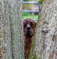 Alpaca hiding between two trees