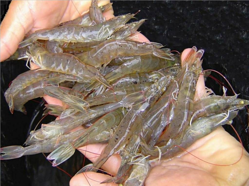 Shrimp farming