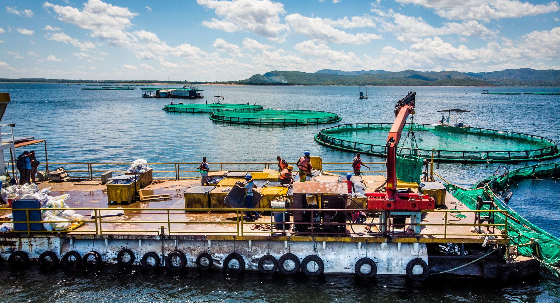 Lake Victoria, Fish farm pens