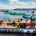 Lake Victoria, Fish farm pens