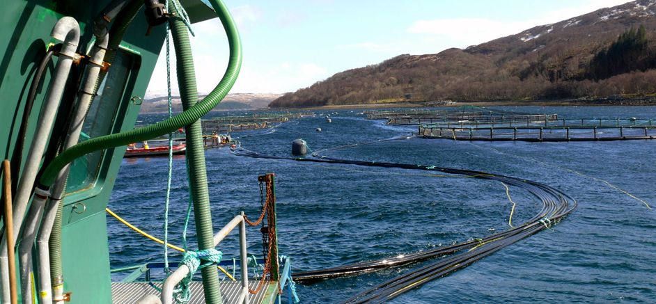 Salmon farming