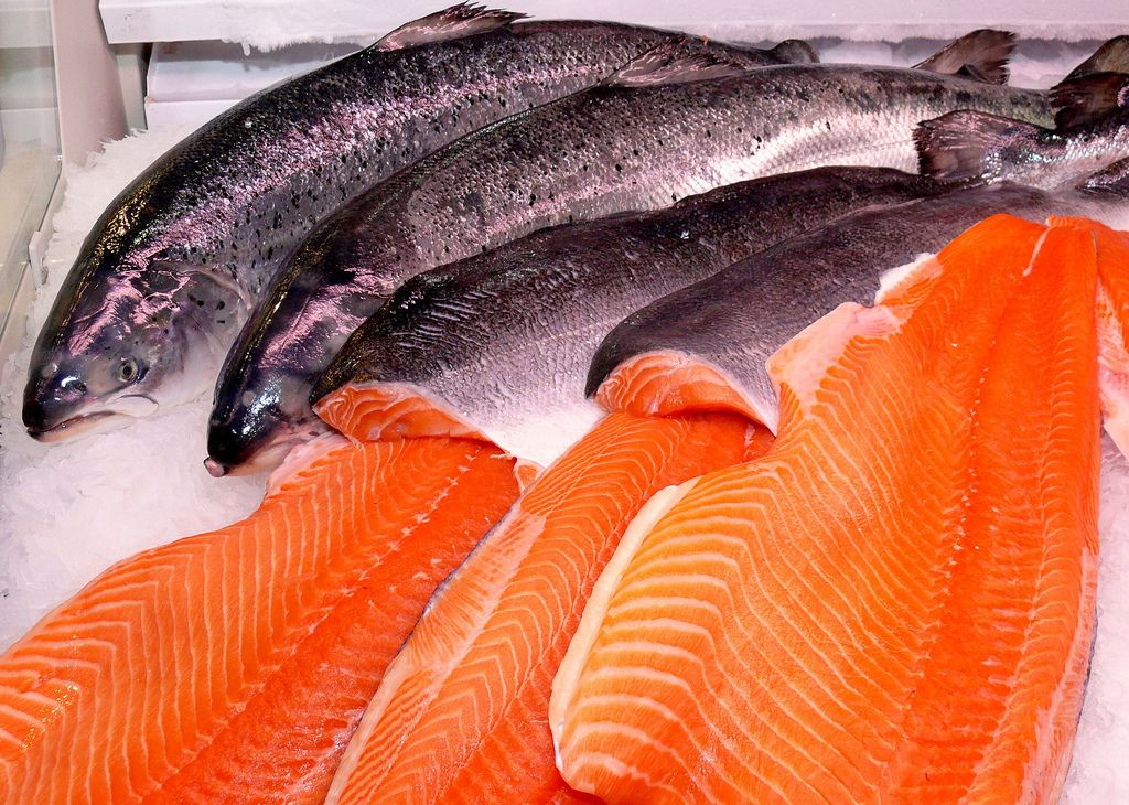Farm rasied salmon
