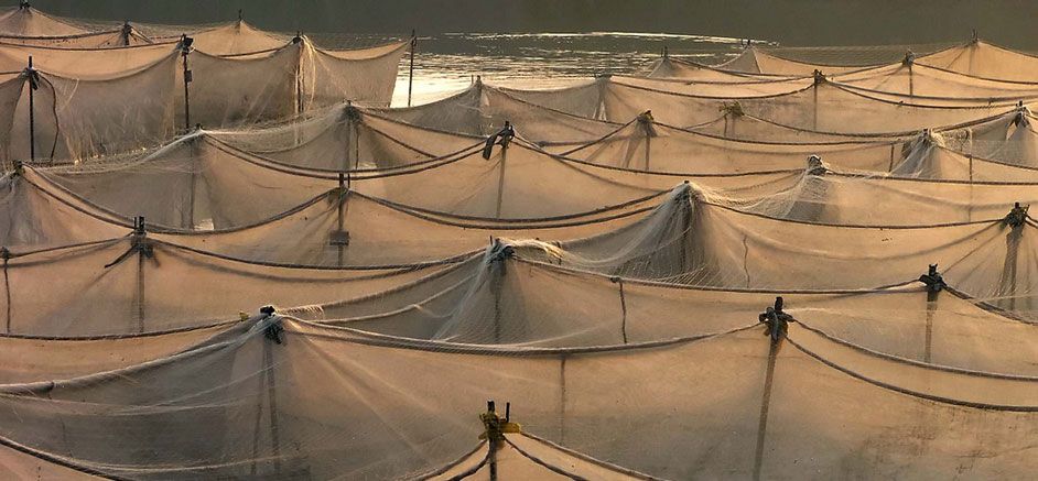 Tilapia farming pens