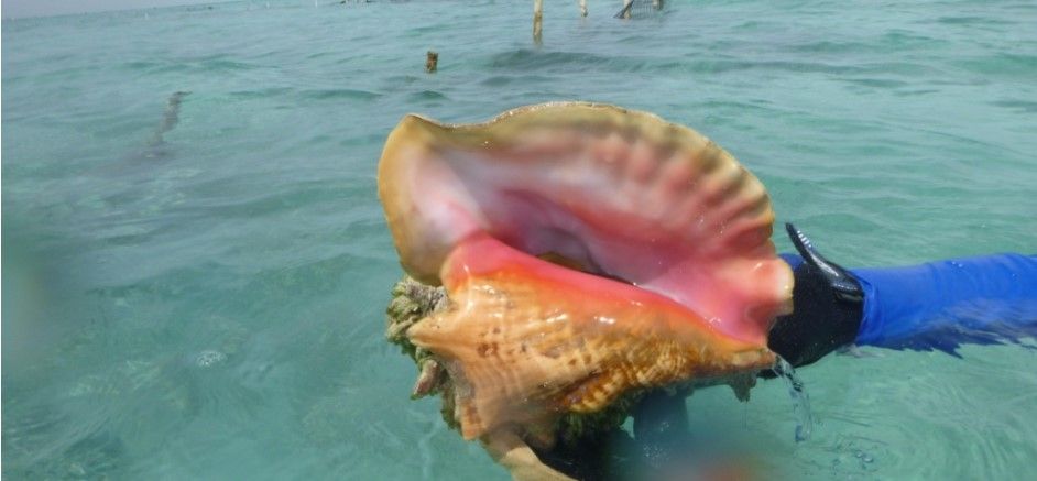 Conch shell