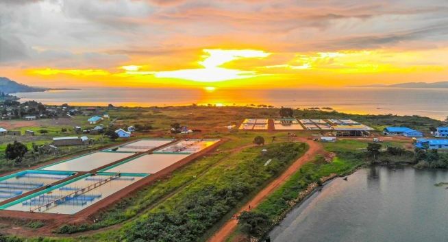 Uganda fish farm ponds