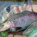 Rainbow trout