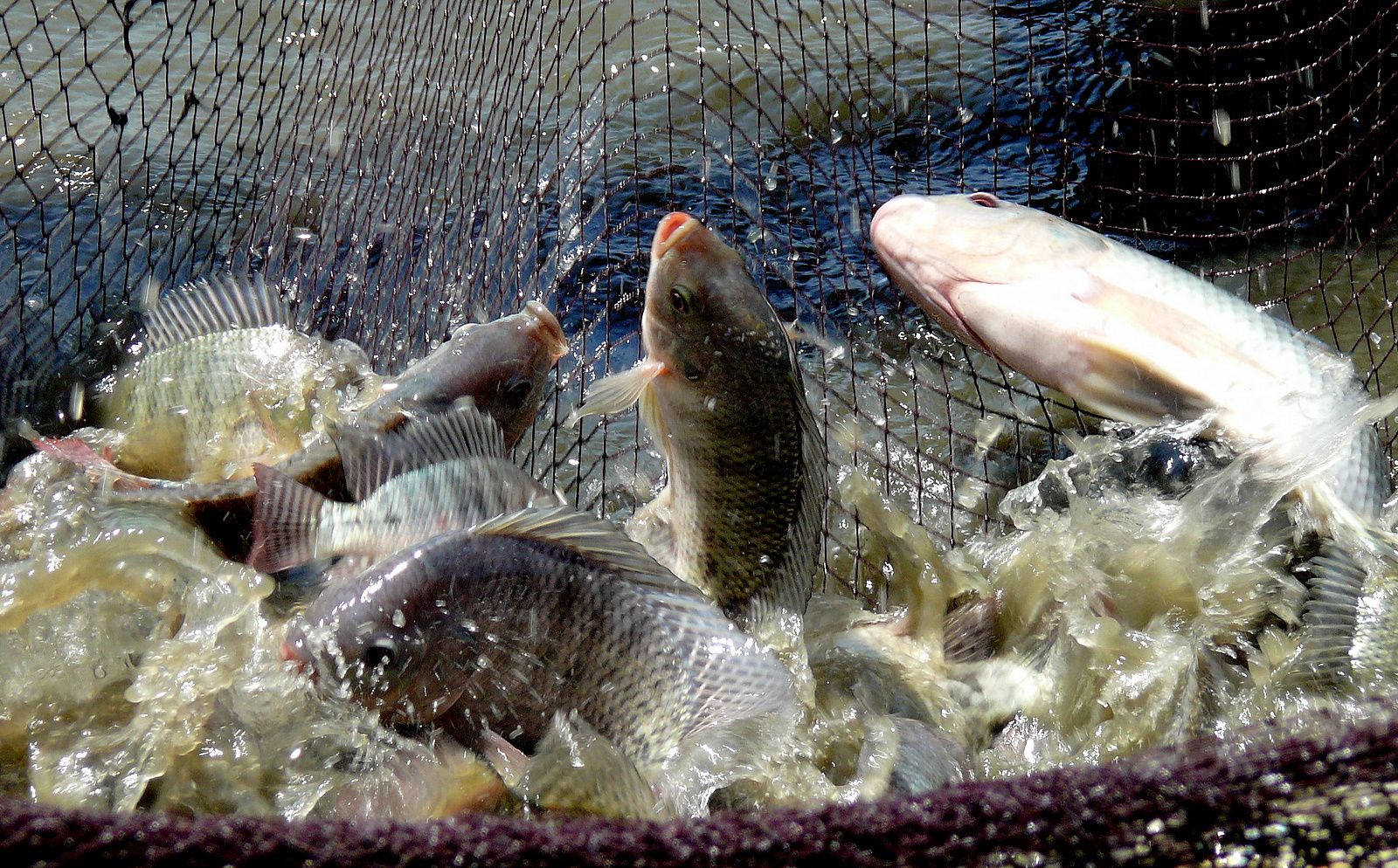 tilapia farming